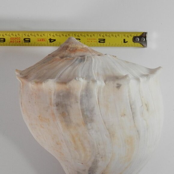 9.5" White Lightning Whelk Seashell Large Shell Ocean Swirl Point Craft Beach - Picture 11 of 12